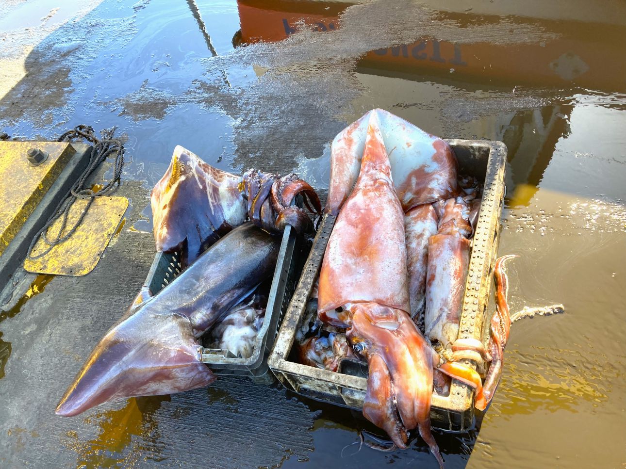 Universidad de Chile y Universidad de O’Higgins caracterizarán el genoma de la Jibia o jumbo flying squid - Dosidicus gigas, importante recurso pesquero para Chile